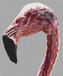 (image for) Flamingo 2